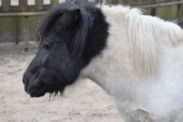Close-up profile of a black and white piebald pony with a wet muzzle and mane © MARIA – Nature