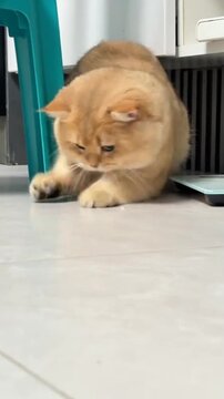 A cute orange cat intensely watching a red laser pointer dot on the floor