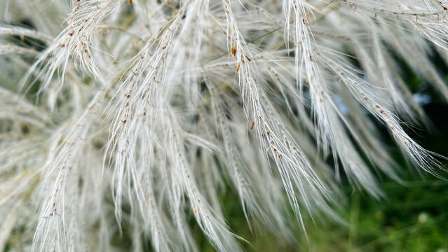 Close Up of White Kash Ful Flowers Growing in Natural Green Grass