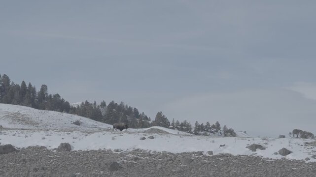 Bison on a snowy ridge under a grey winter sky