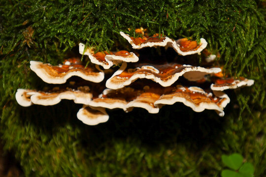 A layered bracket fungus with white edges grows on a dense mossy tree trunk in a damp forest. Wavy brown layers contrast harmoniously against the vibrant green background. The composition highlights t