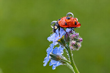 Dew-covered ladybug on a blue flower – macro photography © bluejeansw