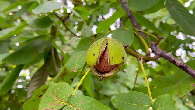 Ripe walnut hangs on a tree branch inside a naturally split green husk, revealing the mature nut ready for harvest