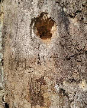 Macro texture of decaying wood with a large cavity or insect nest