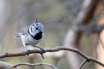 Crested tit © John Sandoy