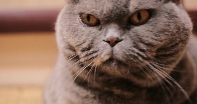 A cute grey British Shorthair cat lying comfortably on a tiled floor indoors. The fluffy pet looks directly at the camera with large orange eyes and a serious expression. Warm home atmosphere.