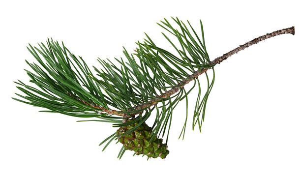 Pine branch with cone isolated on white. Fresh green pine needles and a young green pine cone. Perfect for Christmas, winter, holiday and botanical designs.