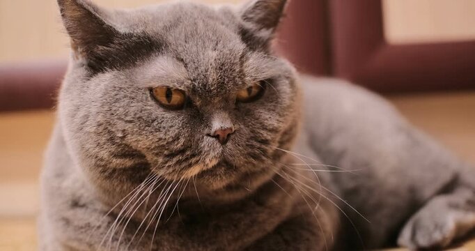 A cute grey British Shorthair cat lying comfortably on a tiled floor indoors. The fluffy pet looks directly at the camera with large orange eyes and a serious expression. Warm home atmosphere.