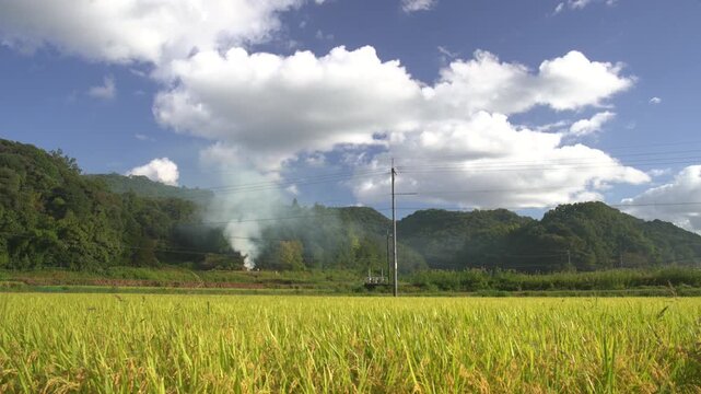 秋の収穫前の田んぼと野焼きをする人の風景_10bit_4:2:2_固定