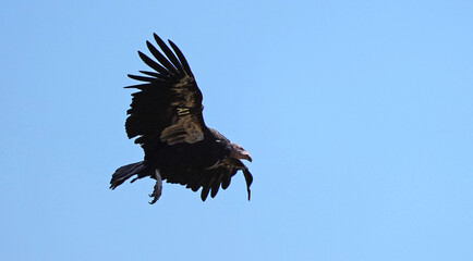 California condor soaring against a blue sky © CaptureQueen