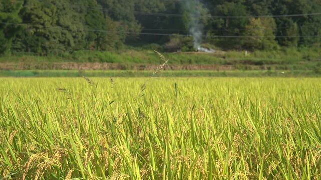 秋の収穫前の田んぼと野焼きをする人の風景_10bit_4:2:2_固定