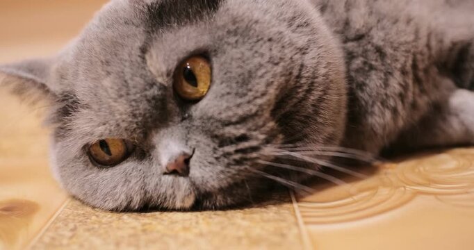 A cute grey British Shorthair cat lying comfortably on a tiled floor indoors. The fluffy pet looks directly at the camera with large orange eyes and a serious expression. Warm home atmosphere.