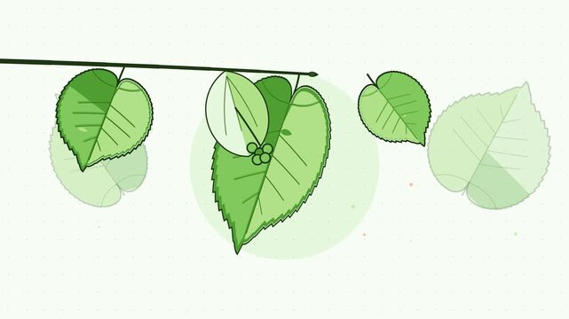 Gentle 4K seamless loop showing linden leaf swaying with twist in a clean flat vector style with fresh green colours and a bright light backdrop. Slow natural movement and generous copy space. Widescr