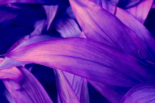 clean violet leaves natural light Suitable for all kinds of backgrounds.