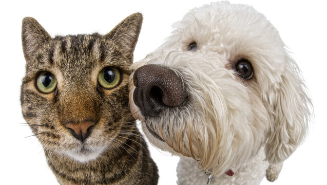 Tabby cat and fluffy white dog noses touching, isolated on transparent background