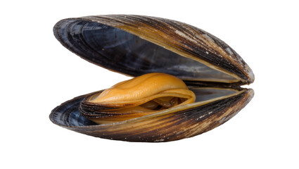 Open mussel shell with edible orange meat, isolated on transparent background © Petra