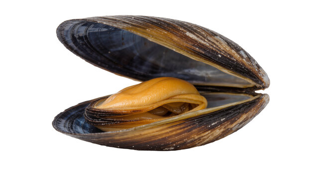 Open mussel shell with edible orange meat, isolated on transparent background