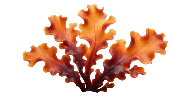 Vibrant orange red seaweed fronds with wavy edges, isolated on transparent background