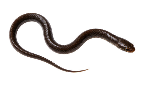 Small brown snake coiled on a plain surface, isolated on transparent background