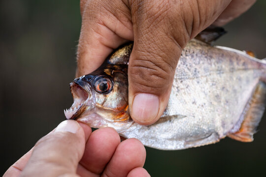 Piranha fishing in the Negro River near Anavilhanas Archipelago