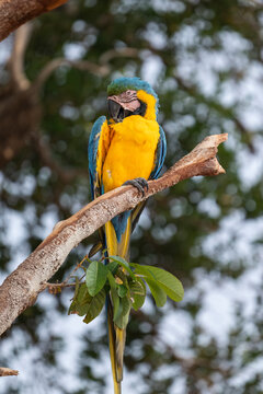 Blueandyellow macaw in RDS Rio Negro, near Novo Air&atilde;o