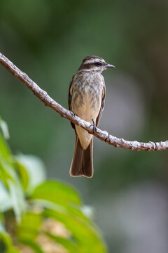 Variegated Flycatcher in RDS Rio Negro, near Novo Air&atilde;o