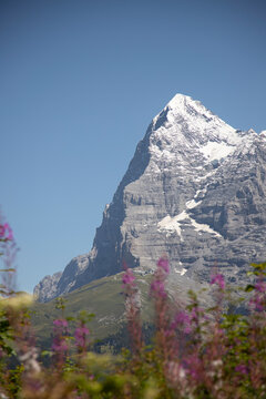 Eiger mountain peak rising above alpine flowers