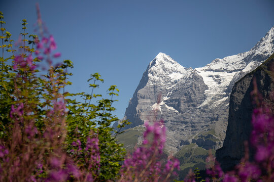 Eiger mountain peak towering over alpine wildflowers