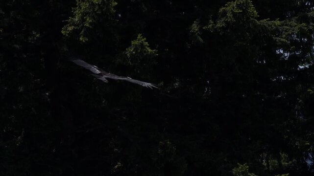 California condors perched in a pine tree