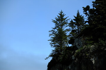 Fototapeta premium Conifer treetops against a clear blue sky