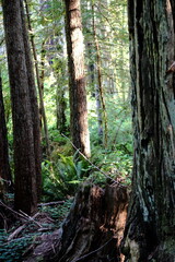 Fototapeta premium Large tree trunks with lush ferns in a forest