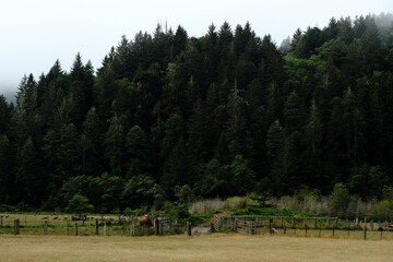 Fototapeta premium Dense conifer forest above a grassy meadow