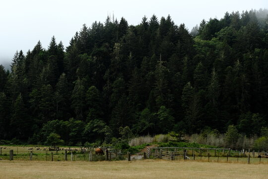 Dense conifer forest above a grassy meadow