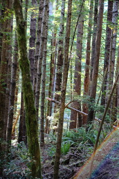 Tall thin tree trunks rising in a forest