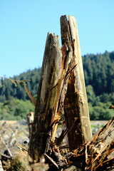 Naklejka premium Tall weathered dead tree snag against a forested hillside