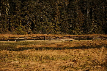 Fototapeta premium Brown bear standing in a golden estuary meadow with forest behind