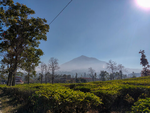 A view of vast green tea plantations in the highlands, set against a backdrop of majestic mountains and a blue sky.