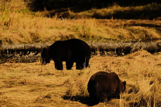 Brown bear standing in a golden meadow with another bear nearby