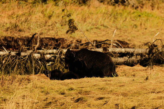 Brown bear resting in golden grass beside a fallen log