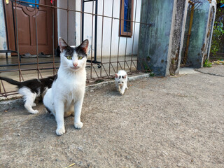 A black-and-white mother cat is sitting with her kittens in the area in front of the house fence. © bani_art.21