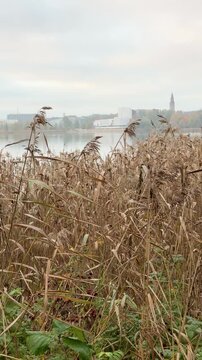 Autumn Reeds Swaying by a Foggy Helsinki City Bay Vertical Video