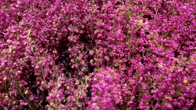 Dense Magenta Heather Flowers in Close View