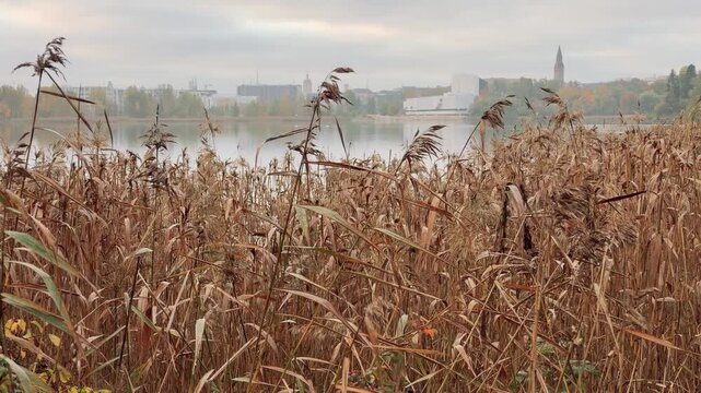 Helsinki, Dry Autumn Reeds Along a Foggy Calm Bay With City Behind