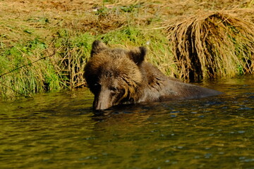Fototapeta premium Brown bear drinking from a river at a grassy bank