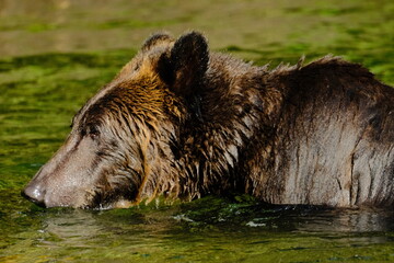Fototapeta premium Brown bear resting in profile in tall grass by the river