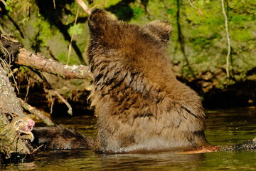 Fototapeta premium Brown bear swimming in a river seen from behind