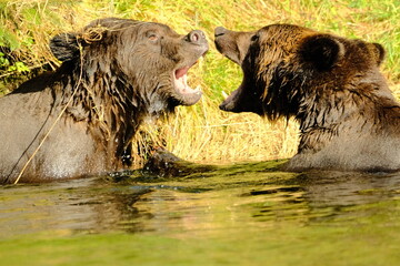 Fototapeta premium Two brown bears facing off in shallow river water