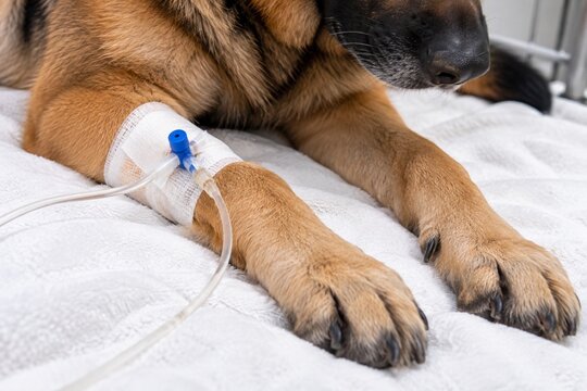 Dog receiving intravenous therapy with catheter in front leg