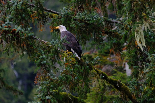 Bald eagle perched in a tree looking through the branches