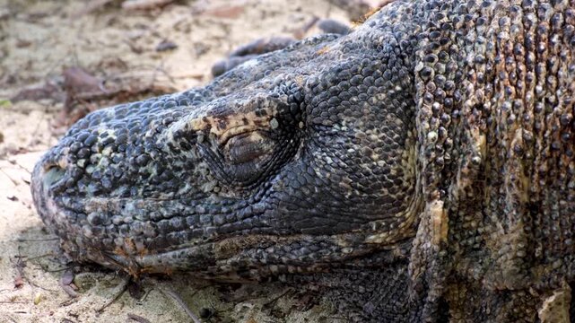 Closeup sleeping Komodo dragon Varanus komodoensis with eyes closed and red ants on Komodo Island, East Nusa Tenggara Indonesia
